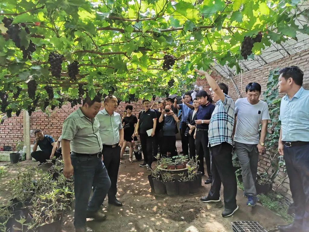 河北20选5，数字背后的奥秘与走势分析