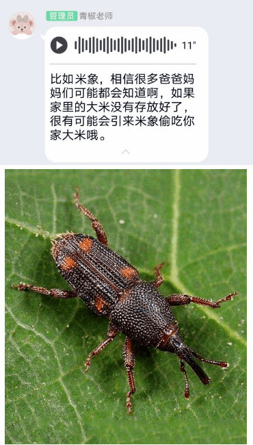探索自然之美，天牛红五彩吧图库的奇妙世界