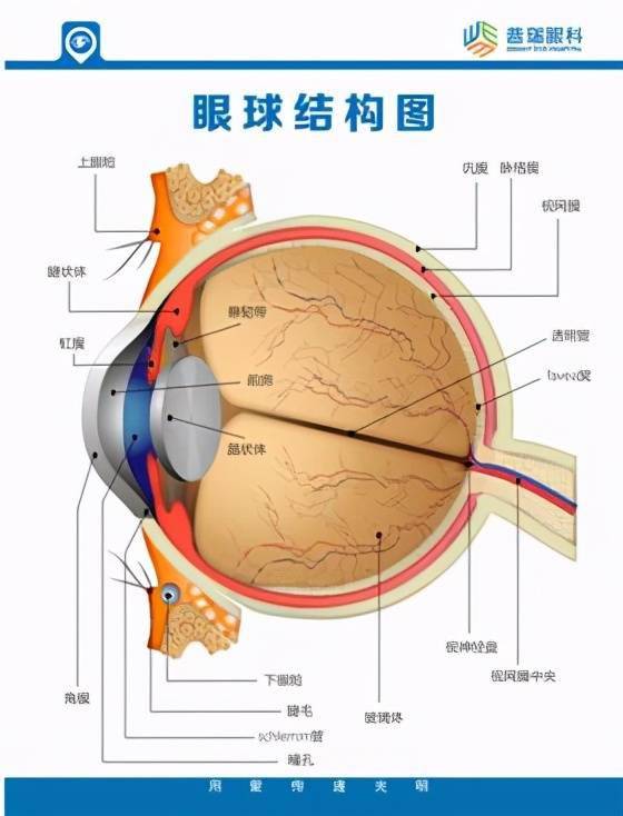 关注肚肚走势图app，健康孕育的智慧之选