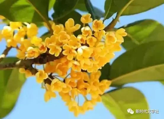 探索幸运之旅，揭秘好彩26选5开奖结果