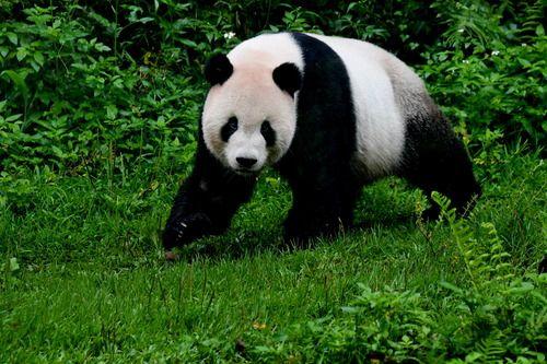 悲痛告别，大熊猫团团离世视频引发的深思