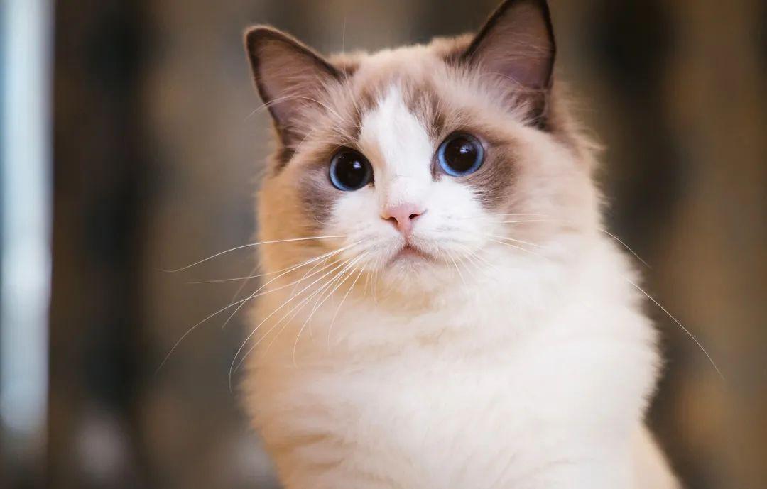 探秘海豹双色布偶猫，价格背后的魅力与养护