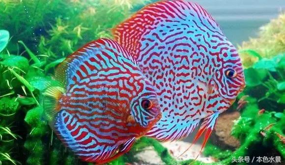 养好七彩神仙鱼的诀窍，打造水族箱中的绚丽风景